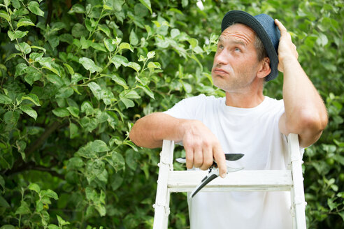 Mann mit Gartenschere auf einer Leiter im Garten stehend - WESTF021162