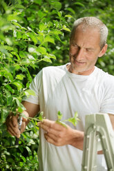 Man pruning plants with gardening clipper in the garden - WESTF021163