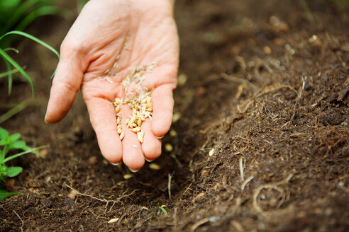 Woman's hand with seeds - WESTF021170