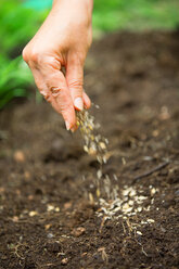 Woman's hand sowing - WESTF021171