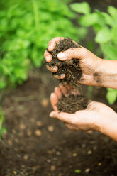 Woman's hands holding flower soil - WESTF021176