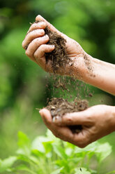 Woman's hands holding flower soil - WESTF021177