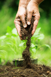 Woman's hands with flower soil - WESTF021178