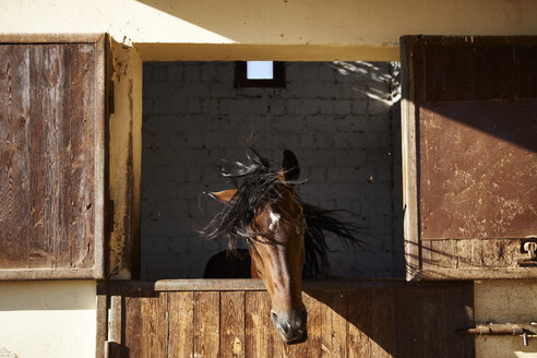 Ägypten, El Gouna, Pferd im Stall schüttelt Kopf - STK001199