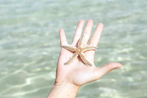 Woman's hand holding starfish stock photo