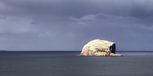 UK, Schottland, East Lothian, Bass Rock mit einer Kolonie von Basstölpeln - SMAF000310