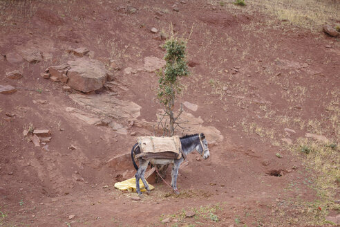 Morocco, donkey on clay soil - STDF000131