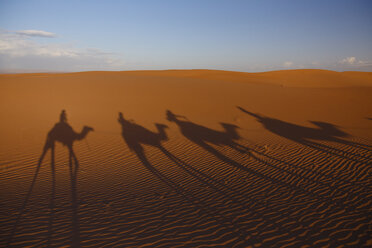 Marokko, Sahara, Schatten der Kamele in der Wüste - STDF000134