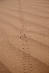 Morocco, tracks of Scarabaeus sacer beetle in sand - STDF000138
