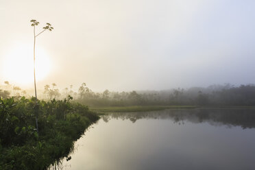 Ecuador, Amazon River region, fog over Lake Pilchicocha - FOF007743
