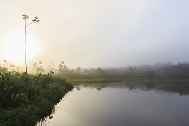 Ecuador, Amazonasgebiet, Nebel über dem Pilchicocha-See - FOF007743