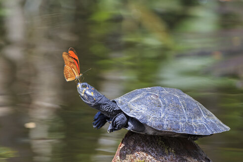 Ecuador, Amazonasgebiet, Julia-Schmetterling auf der Nase der Gelbfleck-Flussschildkröte - FOF007746