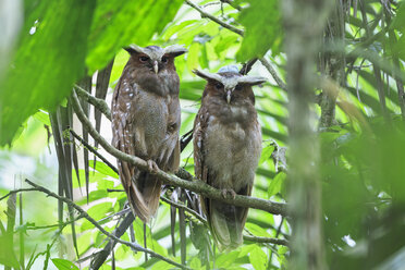 Ecuador, Amazonasgebiet, zwei Haubenkäuze auf Ast - FOF007747