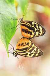 Ecuador, Amazonas-Flussgebiet, Lycorea-Schmetterlinge bei der Paarung - FOF007755