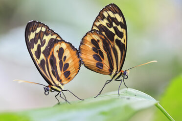 Ecuador, Amazonas River Region, Lycorea butterflies mating - FOF007757