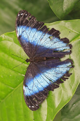 Ecuador, Amazonas-Flussgebiet, blauer Morpho auf Blatt - FOF007759