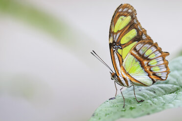 Ecuador, Amazonas-Flussgebiet, Malachit-Schmetterling auf Blatt - FOF007760