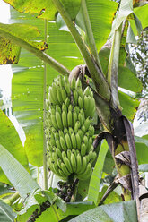 Ecuador, Amazonas-Flussgebiet, Bananenstaude - FOF007761