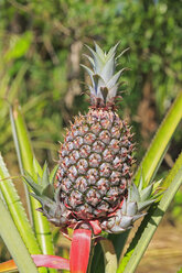 Ecuador, Amazonas-Flussgebiet, Ananas auf dem Feld - FOF007764