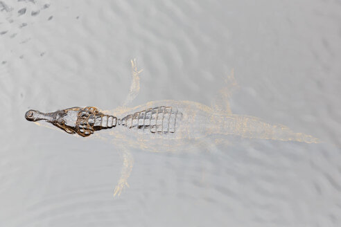 Ecuador, Amazonas-Flussgebiet, Yacare-Kaiman im Wasser - FOF007767