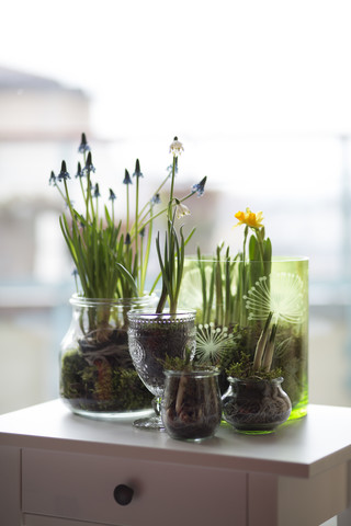 Gläser mit verschiedenen Frühlingsblumen, lizenzfreies Stockfoto