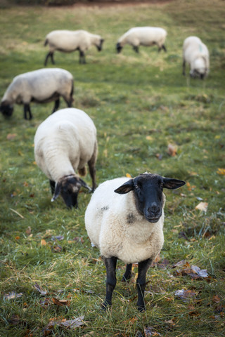 Deutschland, weidende Schafe, lizenzfreies Stockfoto