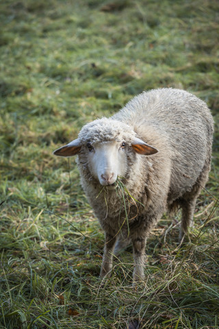 Porträt eines grasenden Schafes, lizenzfreies Stockfoto