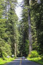 USA, Kalifornien, Redwood-Nationalpark - FOF007799