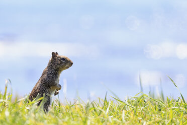 USA, Kalifornien, Kalifornisches Erdhörnchen, stehend im Gras - FOF007800