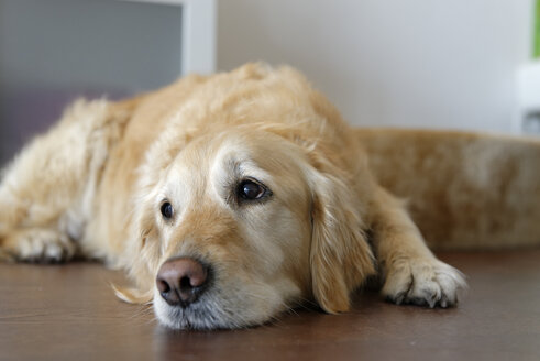 Tired Golden Retriever lying on wooden floor - LBF001076