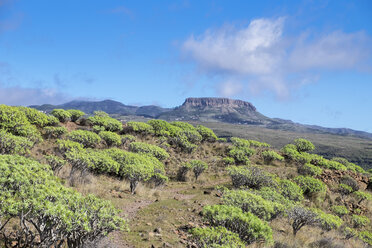 Spanien, Kanarische Inseln, La Gomera, Valle Gran Rey, Hochebene La Merica, Tafelberg Fortaleza, Wolfsmilchgewächse - SIEF006503