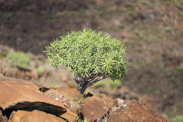 Spanien, Kanarische Inseln, La Gomera, Valle Gran Rey, Euphorbia berthelotii - SIEF006506