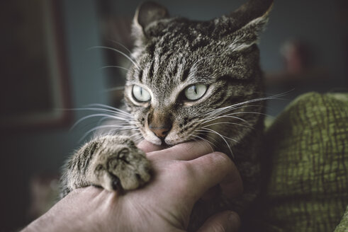 Portrait of tabby cat biting and scratching owner's hand - RAEF000069