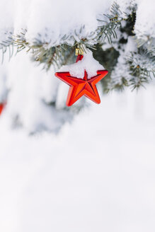 Star-shaped christmas bauble hanging on evergreen tree - BZF000070