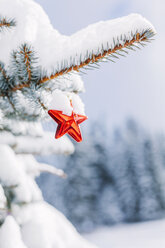 Sternförmige Christbaumkugel am immergrünen Baum - BZF000072