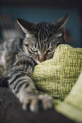 Aggressive Katze mit ausgestreckter Pfote auf einer Couch - RAEF000070