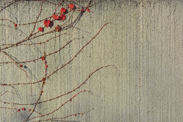 Bald vines with little red leaves on a wall - AXF000748