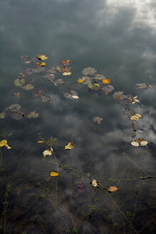 Herbstblätter auf der Wasseroberfläche eines Meeres - AXF000750