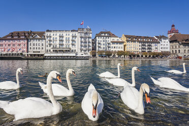 Switzerland, Canton of Lucerne, Lucerne, Old town, Reuss river, mute swans - WDF002945