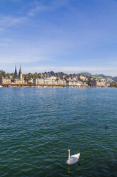 Switzerland, Canton of Lucerne, Lucerne, City view, Lake Lucerne with mute swan - WDF002957