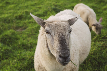 Spanien, Ferrol, Porträt eines weidenden Schafes auf einer Wiese - RAEF000072