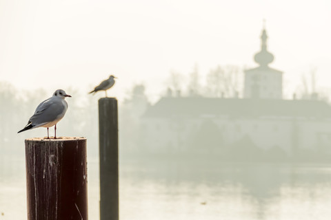 Österreich, Salzkammergut, Gmunden, Möwe bei Schloss Ort im Traunsee, lizenzfreies Stockfoto