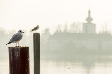 Austria, Salzkammergut, Gmunden, seagull at Ort Castle in Traunsee - EJWF000705