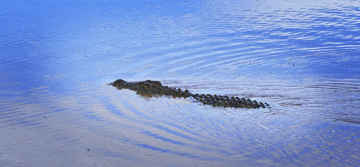 Namibia, Etosha-Nationalpark, Schwimmendes Nilkrokodil, Crocodylus niloticus - MBF001221