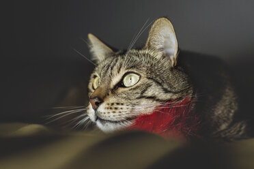 Getigerte Katze mit Plüschtier beobachtet etwas - GEMF000112