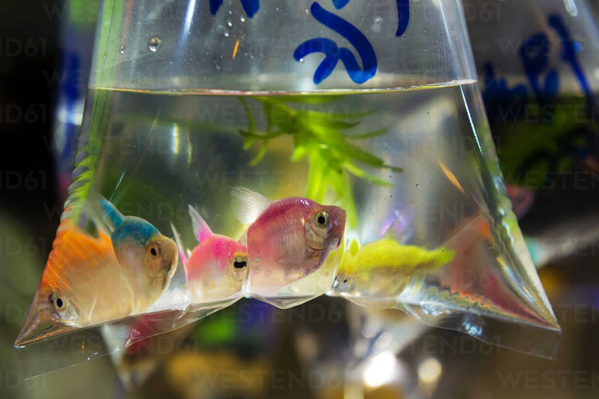 China, Hong Kong, Kowloon, fish in a plastic bag in the fish market stock  photo
