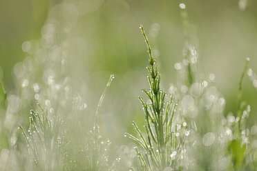 Common horsetail or field horsetail, Equisetum arvense, with dew drops - RUEF001515