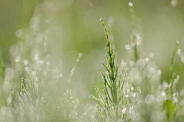 Gemeiner Schachtelhalm oder Ackerschachtelhalm, Equisetum arvense, mit Tautropfen - RUEF001515