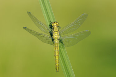 Newly emerged Black-tailed Skimmer drying its wings - RUEF001518