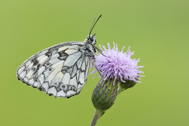 Marmorierter weißer Schmetterling - RUEF001526
